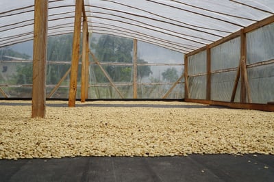 《安地斯花蝶咖啡系列：哥倫比亞 Huila/聖奧古斯丁 Obispo 奧比斯波/農協俱樂部 水洗特色咖啡—甜果園微量批次》4