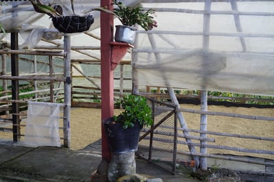 《安地斯花蝶咖啡系列：哥倫比亞 Huila/聖奧古斯丁 Obispo 奧比斯波/農協俱樂部 水洗特色咖啡—甜果園微量批次》6