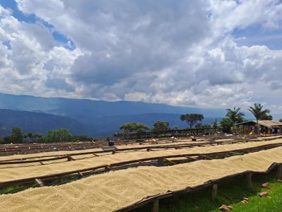 《典藏家咖啡系列：A1頂規 盧安達 北部省 Nkara CWS 恩卡拉水洗站/ 咖啡之家合作社 CoE得獎常勝軍 超高海拔 紅波旁 客製化水洗特色咖啡—夜芙蓉》6