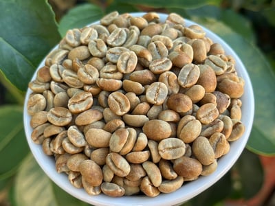 《極致本位咖啡系列：哥斯大黎加 西部谷地 Naranjo 橘郡 聖塔露西亞莊園/赫爾莎處理廠 波旁與鐵皮卡系 熊團專屬客製化—黑蜜咖啡 Black Honey—熊蓋甜》9