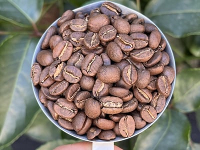 《典藏家咖啡系列：A1頂規 盧安達 北部省 Nkara CWS 恩卡拉水洗站/ 咖啡之家合作社 CoE得獎常勝軍 超高海拔 紅波旁 客製化水洗特色咖啡—夜芙蓉》8