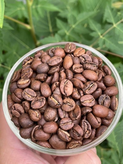 熊團長每月特惠咖啡｜哥斯大黎加 西部谷地 赫爾莎處理廠 白蜜咖啡熟豆 (買一送一)6