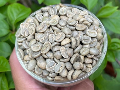 熊團長每月特惠咖啡｜哥斯大黎加 阿奎亞雷斯莊園/蜜香糖葫蘆 水洗咖啡熟豆 (買一送一)6