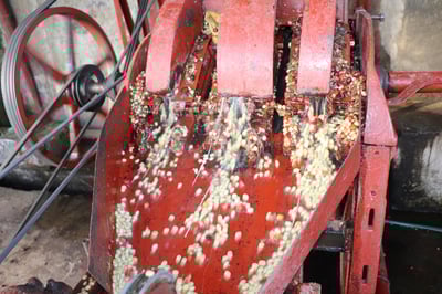 熊團長精選系列：肯亞 穆蘭嘉 新基里提農民合作社 產區精選/水洗特色咖啡—森之莓比賽級微批次4