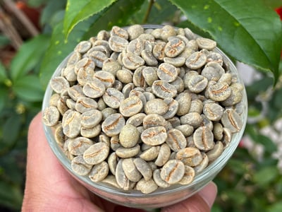 《老巴傳奇咖啡：新產季 巴西 米納斯吉拉斯州 Fazenda Chapadão 查帕鐺莊園 ☀ Icatu日曬咖啡：堅果巧克力森巴》7