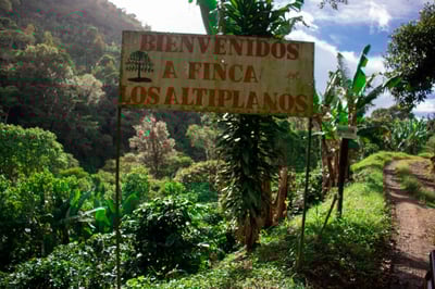 《品種大師咖啡：尼加拉瓜 高原莊園 果汁發酵處理🍹 Parainema 水洗咖啡：🍑白蜜果曦✨》6