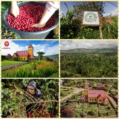 熊團長每月特惠咖啡｜哥斯大黎加 阿奎亞雷斯莊園/蜜香糖葫蘆 水洗咖啡熟豆 (買一送一)3