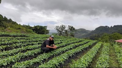《獨家風味咖啡系列： 尼加拉瓜 希諾特加 Finca Linda Vista 琳達維斯塔莊園—莓妍荔語 隧道遮蔭慢速乾燥 ☀️雙重發酵日曬咖啡》4