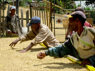 《快樂島特色咖啡系列：巴布亞新幾內亞 Eastern Highlands 東部高地 Moanti Mill 莫安蒂處理站 Typica 鐵皮卡/水洗 ️寶可娜特色咖啡》2