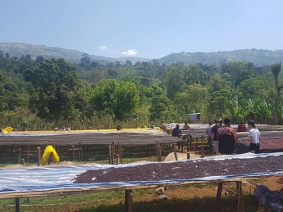 《鎮店之寶咖啡系列： 衣索比亞 Yirgacheffe 耶加雪菲 格賽/貝尤處理廠 遮陰乾燥 水洗批次Gr. 1—74110單一品種 冬莓紅露小調微批次》3