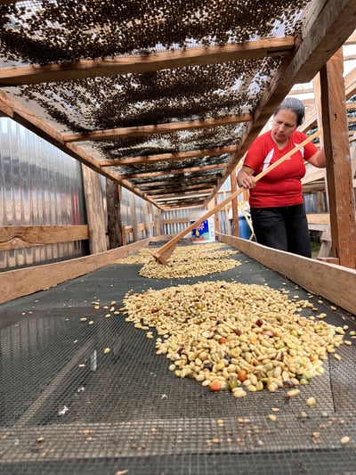 《自然無毒咖啡系列： 秘魯 卡哈馬卡產區 巴羅･尼可洛小鎮 聯合農場 自然農法水洗咖啡 夜百合特色批次》9