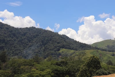 熊團長每月特惠咖啡｜巴布亞新幾內亞 吉瓦卡/達科小農️ 小藍山水洗咖啡熟豆 (買一送一)3