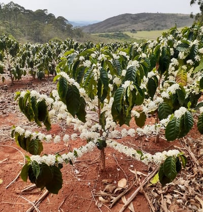 《老巴傳奇咖啡：新產季 巴西 米納斯吉拉斯州 Fazenda Chapadão 查帕鐺莊園 ☀ Icatu日曬咖啡：堅果巧克力森巴》5
