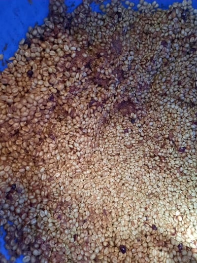 《超級大師咖啡系列：哥斯大黎加  西部谷地 Finca Santa Lucia 聖塔露西亞莊園 Kenia San Roque 肯尼亞･聖克洛 CoE冠軍品種 厭氧日曬/特色咖啡 --果燃繽紛》5