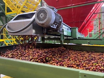 《極致品味系列：哥倫比亞 薇拉省/阿瓜布蘭卡 🍑桃花語🌺 特色水洗咖啡》5