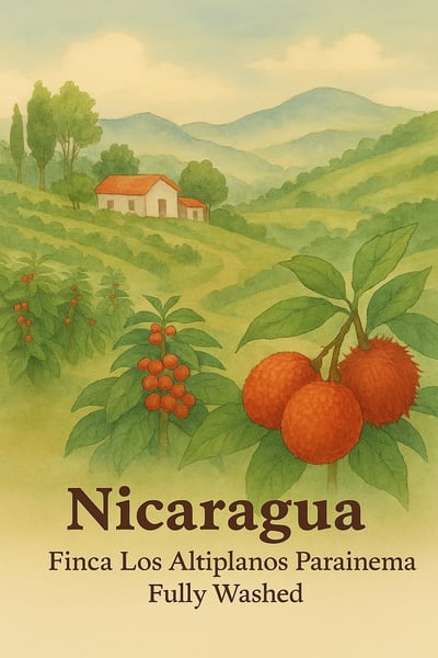 家庭號濾掛咖啡｜比熊嚴選精緻濾掛咖啡40入3