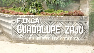 《特色風味咖啡系列： 墨西哥 Chiapas 恰帕斯州 Finca Guadalupe Zaju 瓜達盧佩･扎朱莊園 徳式管理 草莓日曬特色批次—萄莓果凍》6