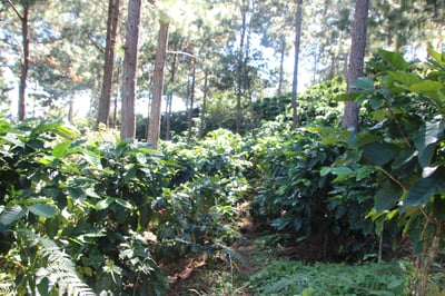 《典藏家系列咖啡：宏都拉斯 奧科特佩克產區 Miraflores 賞花莊園 水洗咖啡—綺麗花神 特色微批次》1
