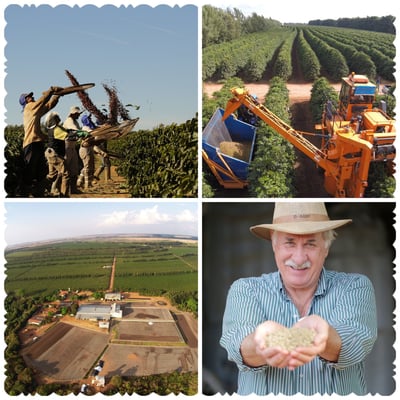 老巴傳奇咖啡｜巴西 Cerrado Mineiro產區 Rio Brilhante 明河莊園 Catuai 99特色品種 ☀日曬咖啡：巧克力葡萄球2