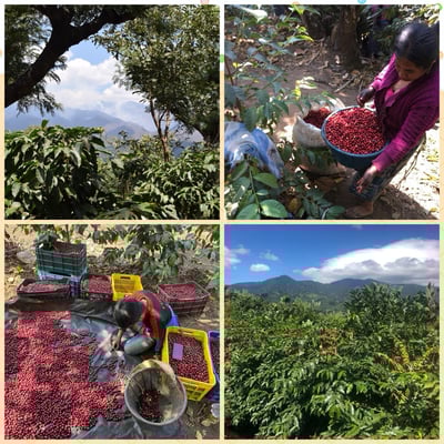 中秋團圓藝伎咖啡｜瓜地馬拉 米拉多 水洗Geisha 咖啡熟豆買一磅送一磅優惠4