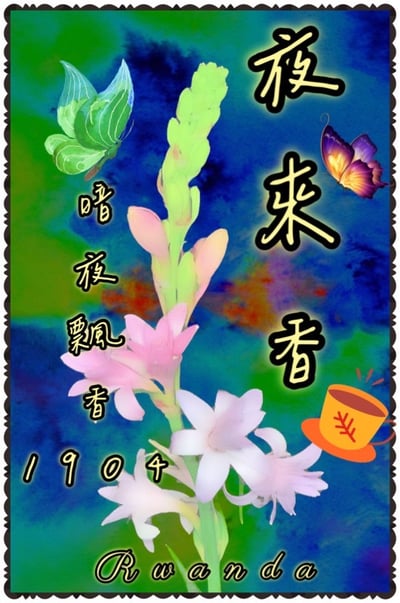 典藏家咖啡系列｜A1頂規 盧安達 北部省 Mbilima CWS 姆比利瑪水洗站/ 咖啡之家合作社 CoE得獎常勝軍 超高海拔2200m 紅波旁 1904客製化 水洗特色咖啡—夜來香2