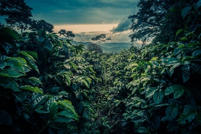 光輝十月咖啡展優惠｜BoP咖啡熟豆幸福A+B專案組合 (限時限量)5