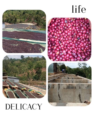 《鎮店之寶咖啡系列： 衣索比亞 Yirgacheffe 耶加雪菲 班可果丁丁 寶石果釀 日曬批次Gr.1 -74110單一品種 馥果醇茗小調微批次》1