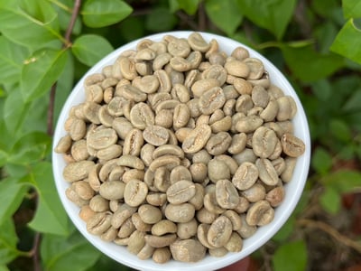 《典藏家系列咖啡：宏都拉斯 奧科特佩克產區 Miraflores 賞花莊園 水洗咖啡—綺麗花神 特色微批次》6