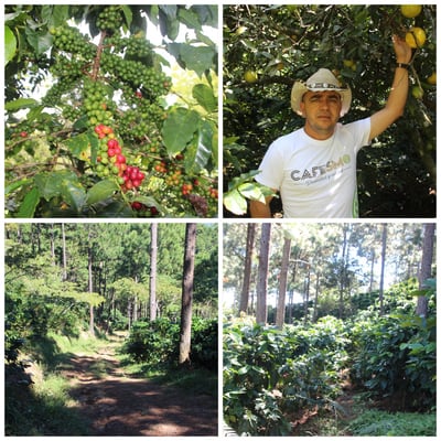 熊團長每月特惠咖啡｜宏都拉斯 奧科特佩克/賞花莊園 雋永花神 水洗咖啡熟豆 (買一送一)3