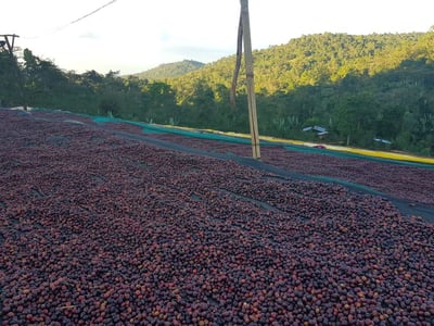 鎮店之寶咖啡｜ 衣索比亞 Yirgacheffe 耶加雪菲 Koke Shalaye Wet Mill 科卡/莎菈耶處理站 黑果日曬批次Gr. 1 芒果橙香小調4