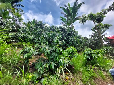 巨型特色咖啡系列｜尼加拉瓜 Jinotega 希諾特佳 El Renacer 雷納瑟莊園 馬拉卡杜拉/巨型品種 精緻水洗 大象跳舞4