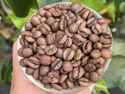 《老巴傳奇咖啡：新產季 巴西 米納斯吉拉斯州 Fazenda Chapadão 查帕鐺莊園 ☀ Icatu日曬咖啡：堅果巧克力森巴》9