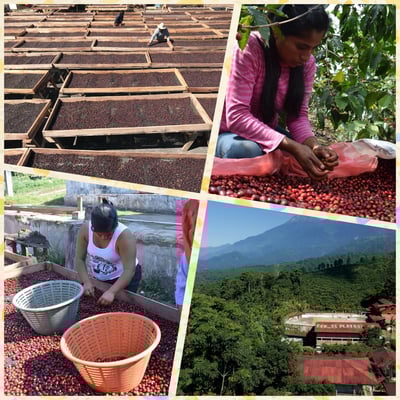 《★CoE卓越杯系列★：瓜地馬拉 聖馬科斯 Finca El Platanillo 普拉塔尼洛莊園 水果炸彈 黑果皮日曬特色咖啡☀》2