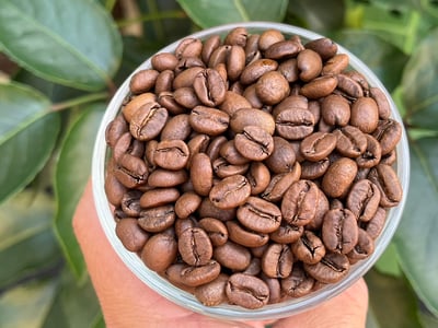 《風味獨特系列咖啡：哥斯大黎加 聖塔露西亞莊園 熊蓋頌🍷Plus+ 鐵比卡/冰果釀日曬特色咖啡》9