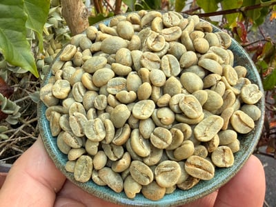 《極致品味系列：哥倫比亞 薇拉省/阿瓜布蘭卡 🍑桃花語🌺 特色水洗咖啡》6