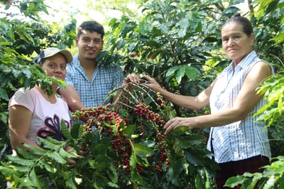 極致風味咖啡系列｜宏都拉斯 奧科特佩克產區 Finca Las Rosas 玫瑰花莊園 改良式 Natural Funky 日曬放奇咖啡—草莓冰淇淋/特色批次4