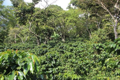 《極致風味咖啡系列：宏都拉斯 奧科特佩克產區 Finca Las Rosas 玫瑰花莊園 改良式 Natural Funky 日曬放奇咖啡—草莓冰淇淋特色微批次》3