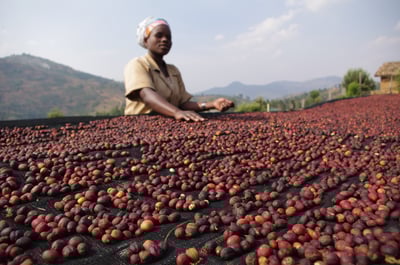 熊團長每月特惠咖啡｜盧安達 南部省/雷莓拉 Buf女王蜂 日曬咖啡熟豆 (買一送一)4