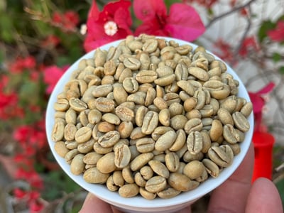 蛇年吉祥藝伎咖啡｜衣索比亞 班奇馬吉 日曬Geisha 咖啡熟豆買一磅送一磅優惠3