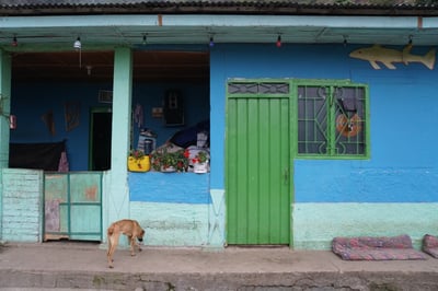 《安地斯花蝶系列：哥倫比 Tolima 托利馬 El Diamante 鑽石莊園 玫瑰波旁 水洗特色咖啡—胭脂芙蓉 微量批次 原產地真空包裝》3