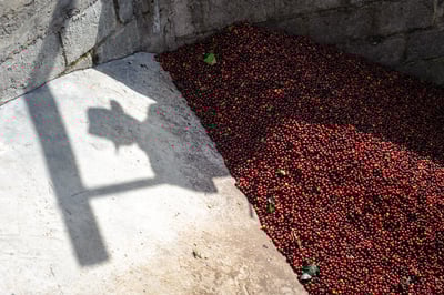 《新春報喜咖啡系列：哥倫比亞 Antioquia 安提奧基亞省 Finca Camelia 山茶花莊園 筒倉遮陰乾燥☀ 水洗特色微批次》6