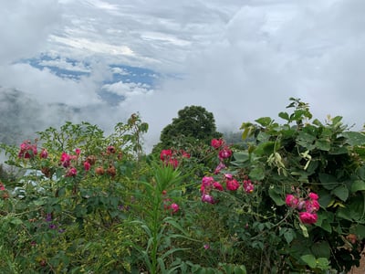 《自然無毒咖啡系列： 秘魯 卡哈馬卡產區 巴羅･尼可洛小鎮 聯合農場 自然農法水洗咖啡 夜百合特色批次》7