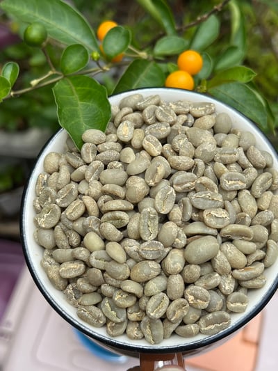 熊團長每月特惠咖啡｜衣索比亞 古奇/罕貝拉 布穀雪依莎 G1 水洗咖啡熟豆 (買一送一)3