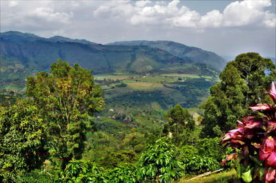 《安地斯花蝶咖啡系列：哥倫比亞 Huila/聖奧古斯丁 Obispo 奧比斯波/農協俱樂部 水洗特色咖啡—甜果園微量批次》1