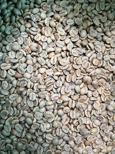 《老巴傳奇咖啡：巴西 Cerrado Mineiro產區 Rio Brilhante 明河莊園 Catuai 99 卡杜愛久久/當地特色品種 ☀日曬咖啡：巧克力葡萄球》14