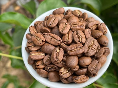 巨型特色咖啡系列｜尼加拉瓜 Jinotega 希諾特佳 El Renacer 雷納瑟莊園 馬拉卡杜拉/巨型品種 精緻水洗 大象跳舞7