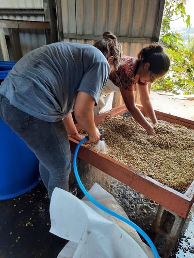 《超級大師咖啡系列：哥斯大黎加  西部谷地 Finca Santa Lucia 聖塔露西亞莊園 Kenia San Roque 肯尼亞･聖克洛 CoE冠軍品種 厭氧日曬/特色咖啡 --果燃繽紛》6