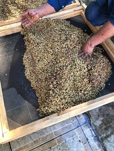 《超級大師咖啡系列：哥斯大黎加  西部谷地 Finca Santa Lucia 聖塔露西亞莊園 Kenia San Roque 肯尼亞･聖克洛 CoE冠軍品種 厭氧日曬/特色咖啡 --果燃繽紛》8