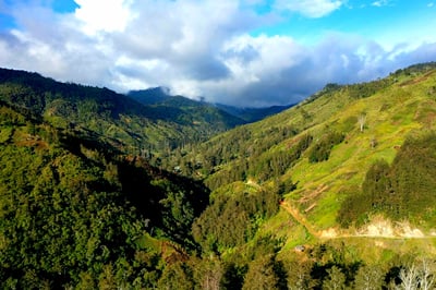《快樂島特色咖啡系列：巴布亞新幾內亞 Eastern Highlands 東部高地 Moanti Mill 莫安蒂處理站 Typica 鐵皮卡/水洗 ️寶可娜特色咖啡》4