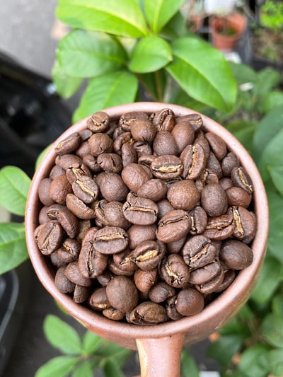 熊團長精選系列：肯亞 穆蘭嘉 新基里提農民合作社 產區精選/水洗特色咖啡—森之莓比賽級微批次10